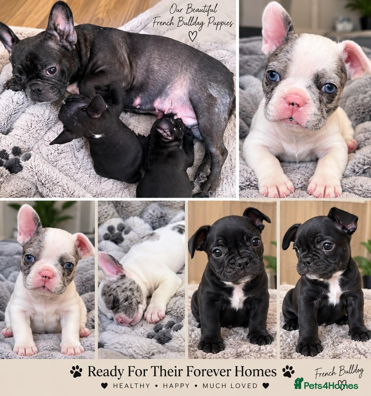 French Bulldog dogs Beautiful French bulldog  - Advert 6