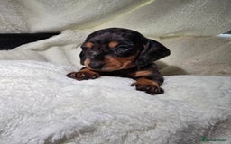 Miniature Dachshund dogs for sale: Miniature dachshunds 🐶 - Advert 12