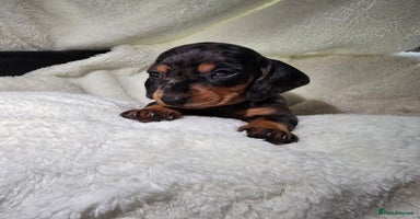 Miniature Dachshund dogs - Advert 1