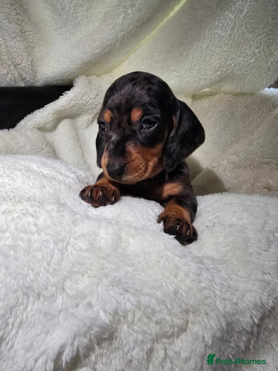 Miniature Dachshund dogs for sale: Miniature dachshunds 🐶 - Advert 12