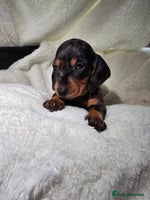 Miniature Dachshund dogs - Advert 6