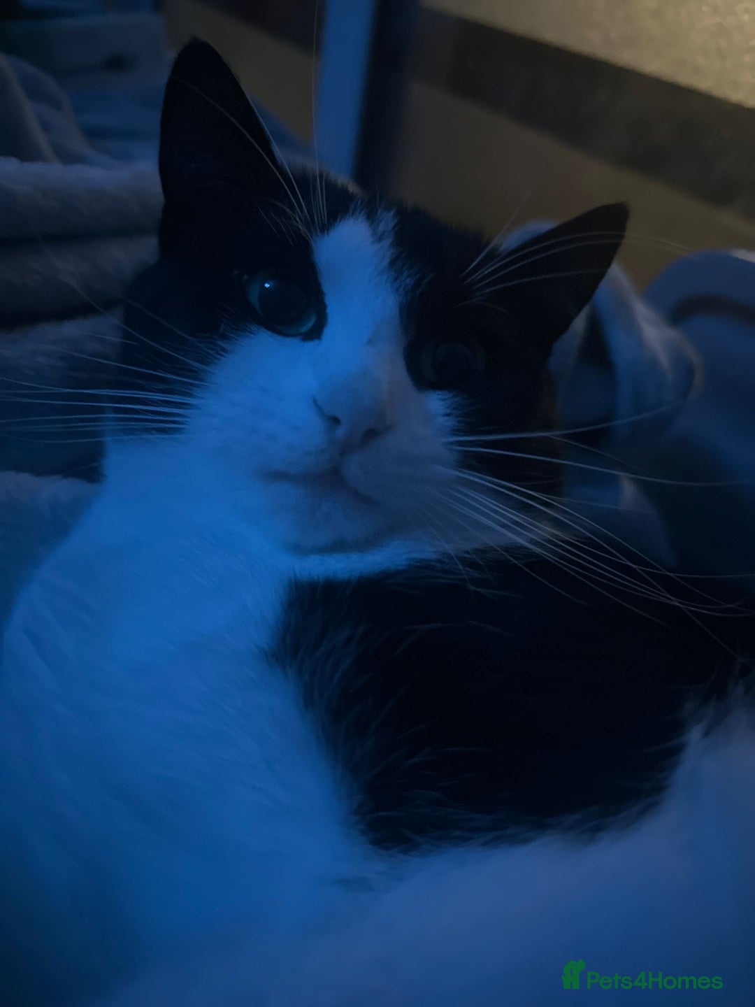 Mixed Breed reptiles for sale: REHOMING indoor 2yr old male cat in Basildon - Advert 3