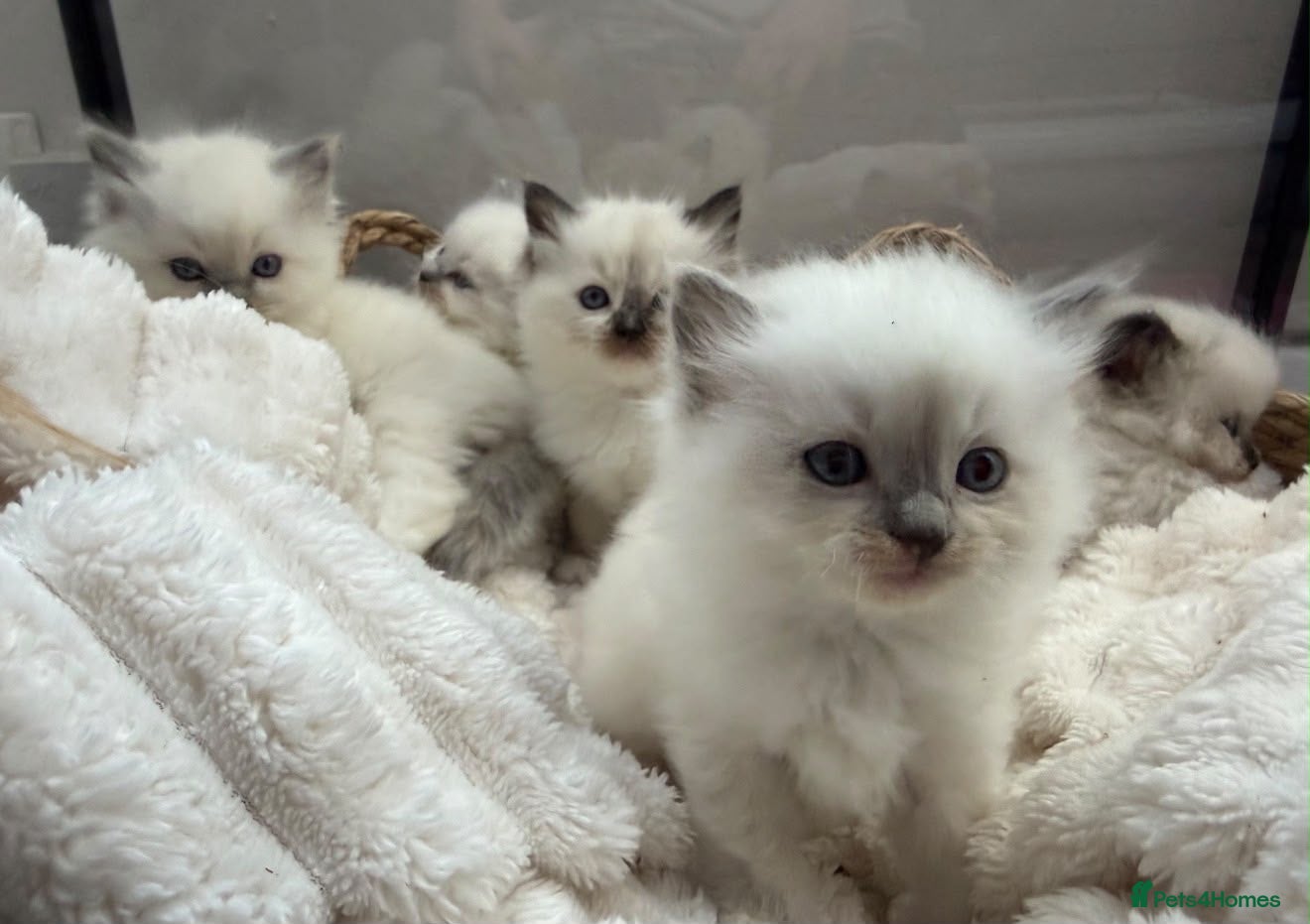 Ragdoll cats 💎 TORTED GCCF Ragdoll Kittens💎 - Advert 2
