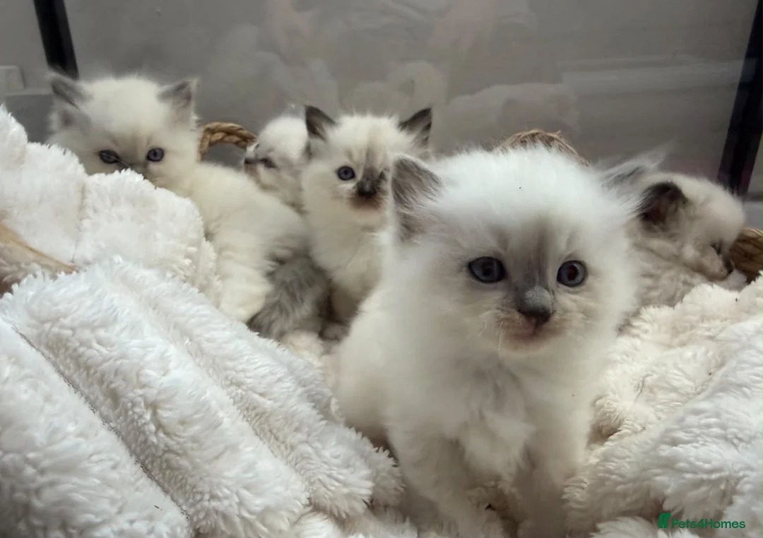 Ragdoll cats for sale: 💎 TORTED GCCF Ragdoll Kittens💎 - Advert 2