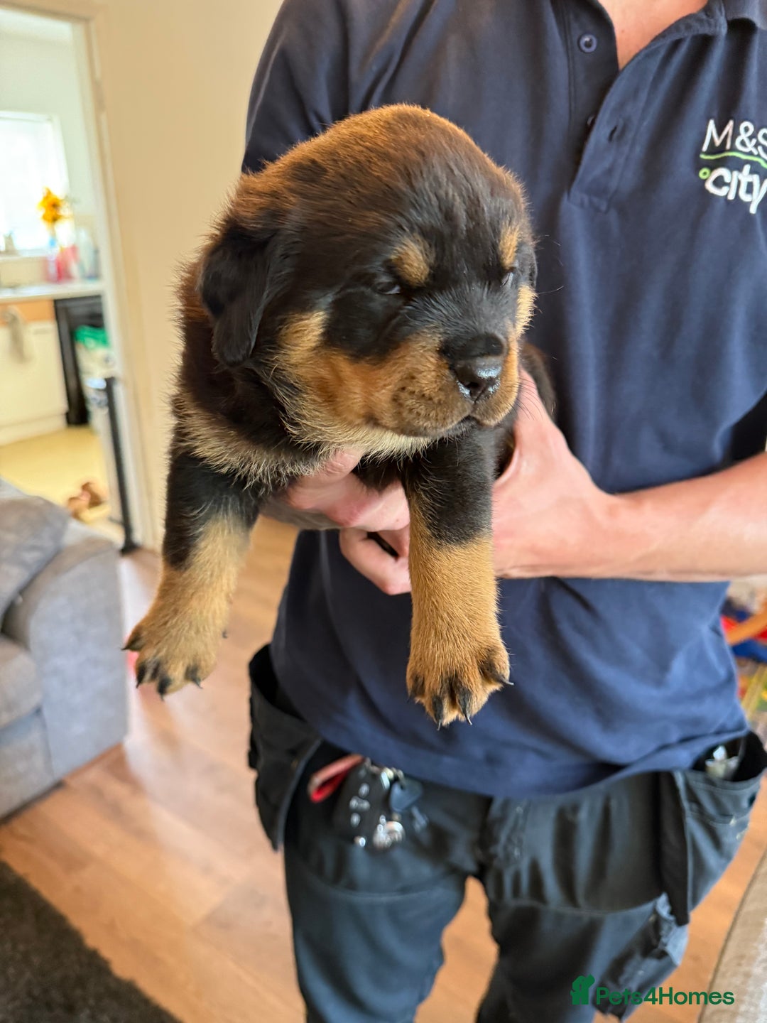 Rottweiler dogs for sale: Rottweiler puppies  - Image 14