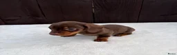 Miniature Dachshund dogs for sale: Dachshund puppies 2 boys 1 girl  - Advert 33