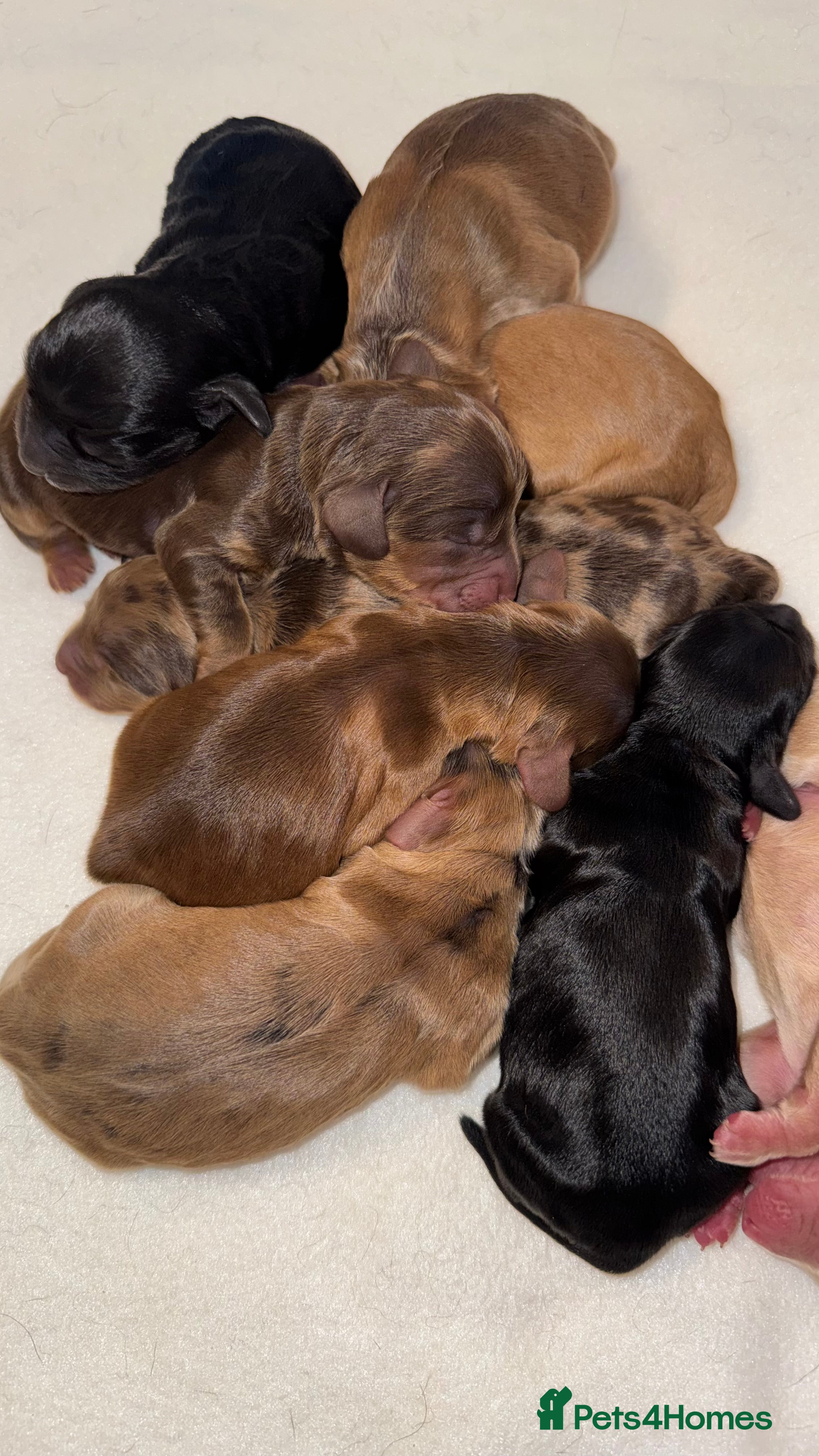 Cockapoo dogs Extensive DNA Tested cockapoo pups, Read 5th Feb  - Advert 12