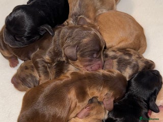Cockapoo dogs Extensive DNA Tested cockapoo pups, Read 5th Feb - Advert 9