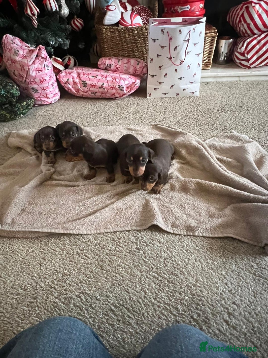 Miniature Dachshund dogs for sale: Chocolate & tan miniature dachshunds  - Advert 5