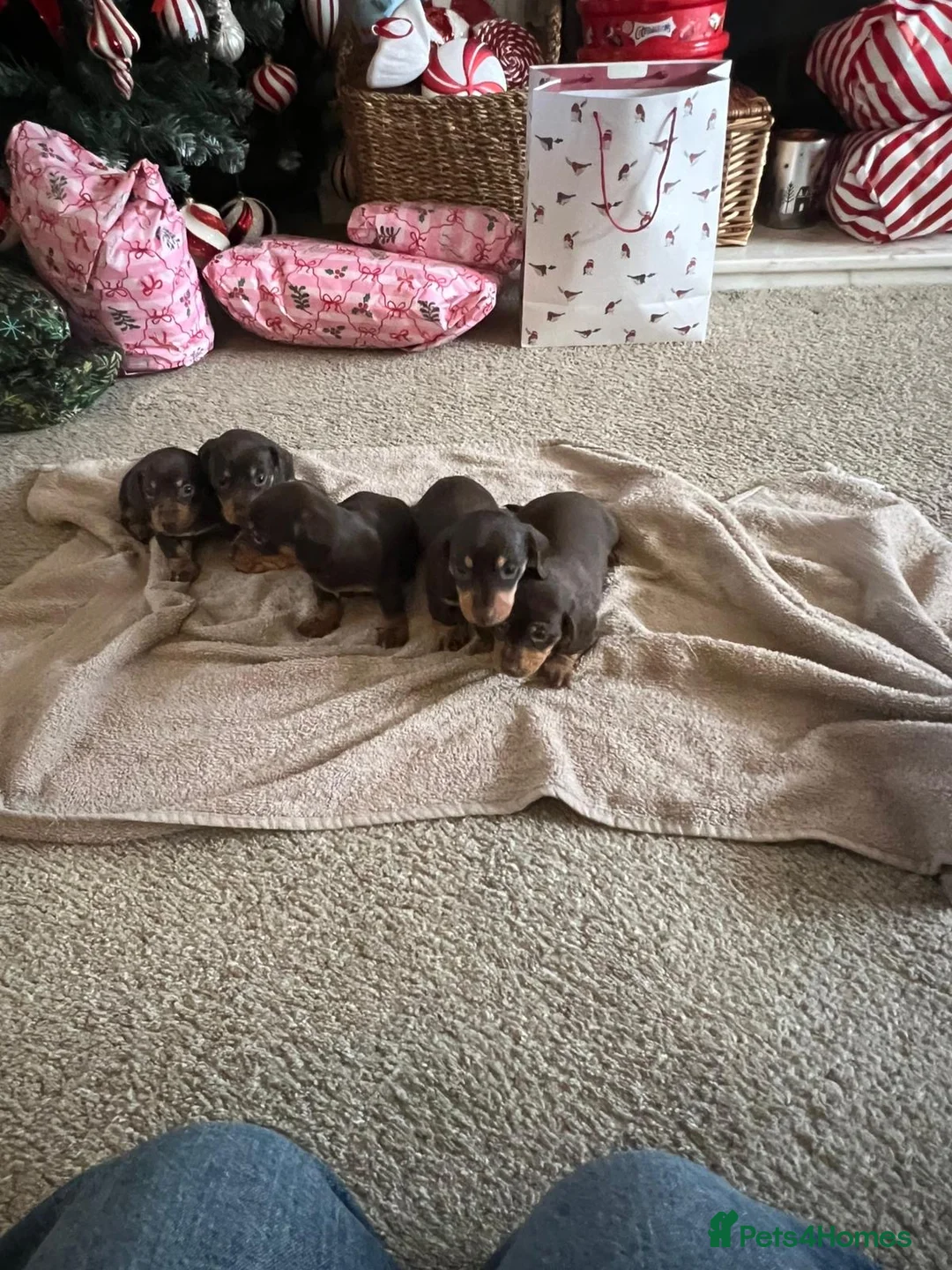 Miniature Dachshund dogs for sale: ONLY 3 LEFT miniature dachshunds - Advert 5