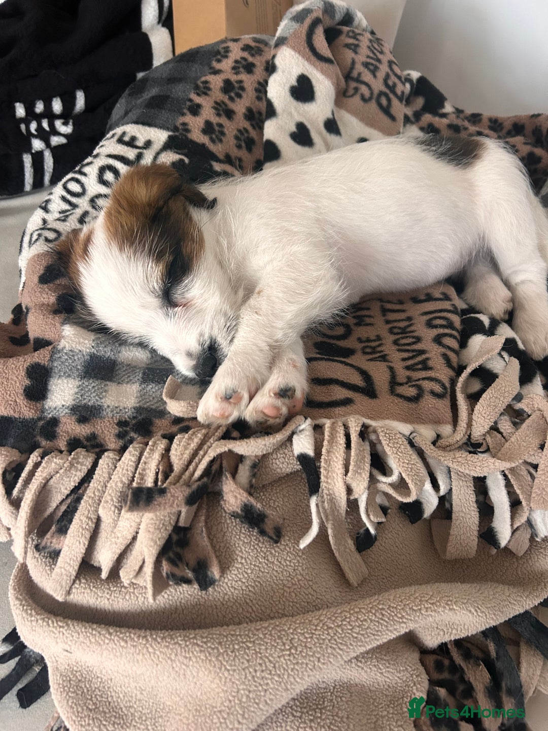 Jack Russell dogs for sale: KC Jack Russell Puppies - One Boy Left! - Image 1