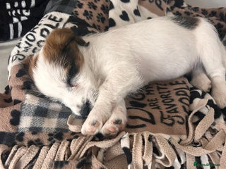 Jack Russell dogs - Advert 8