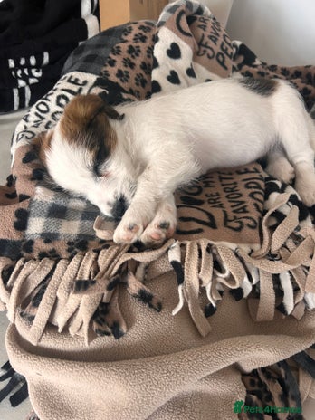 Jack Russell dogs - Advert 4
