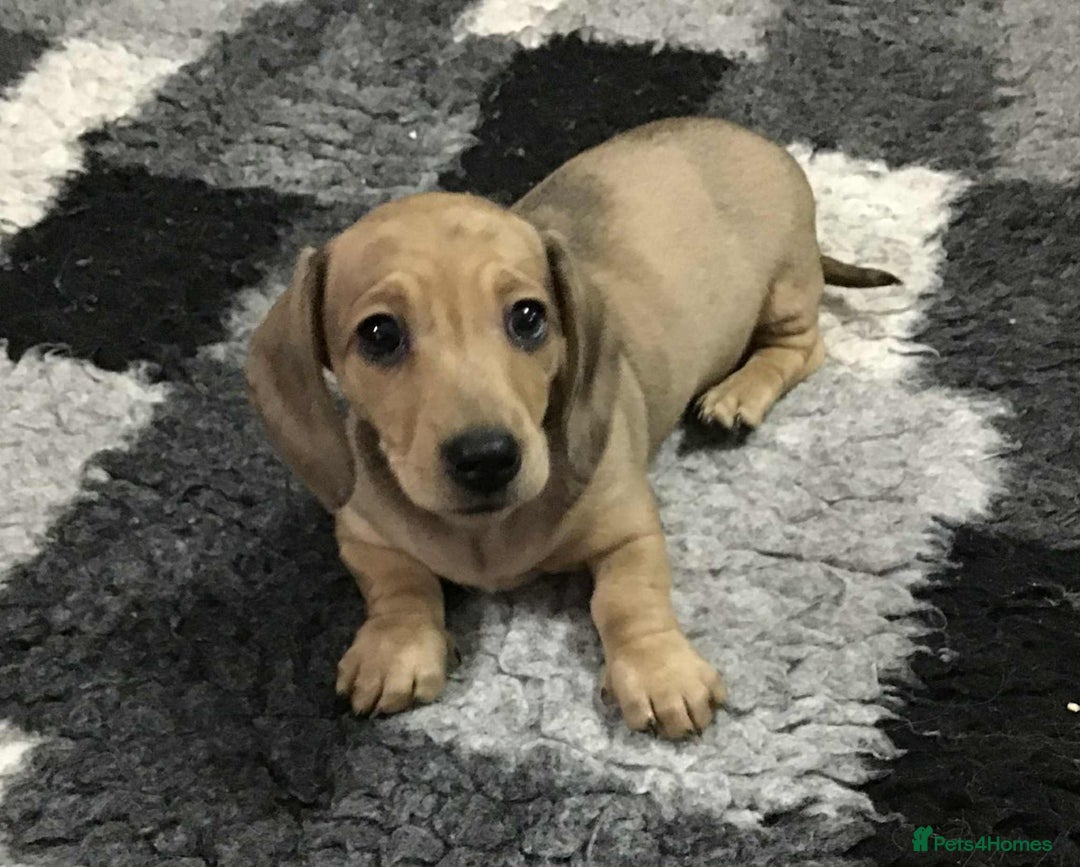 Miniature Dachshund dogs for sale: Beautiful bitch pup - Image 6