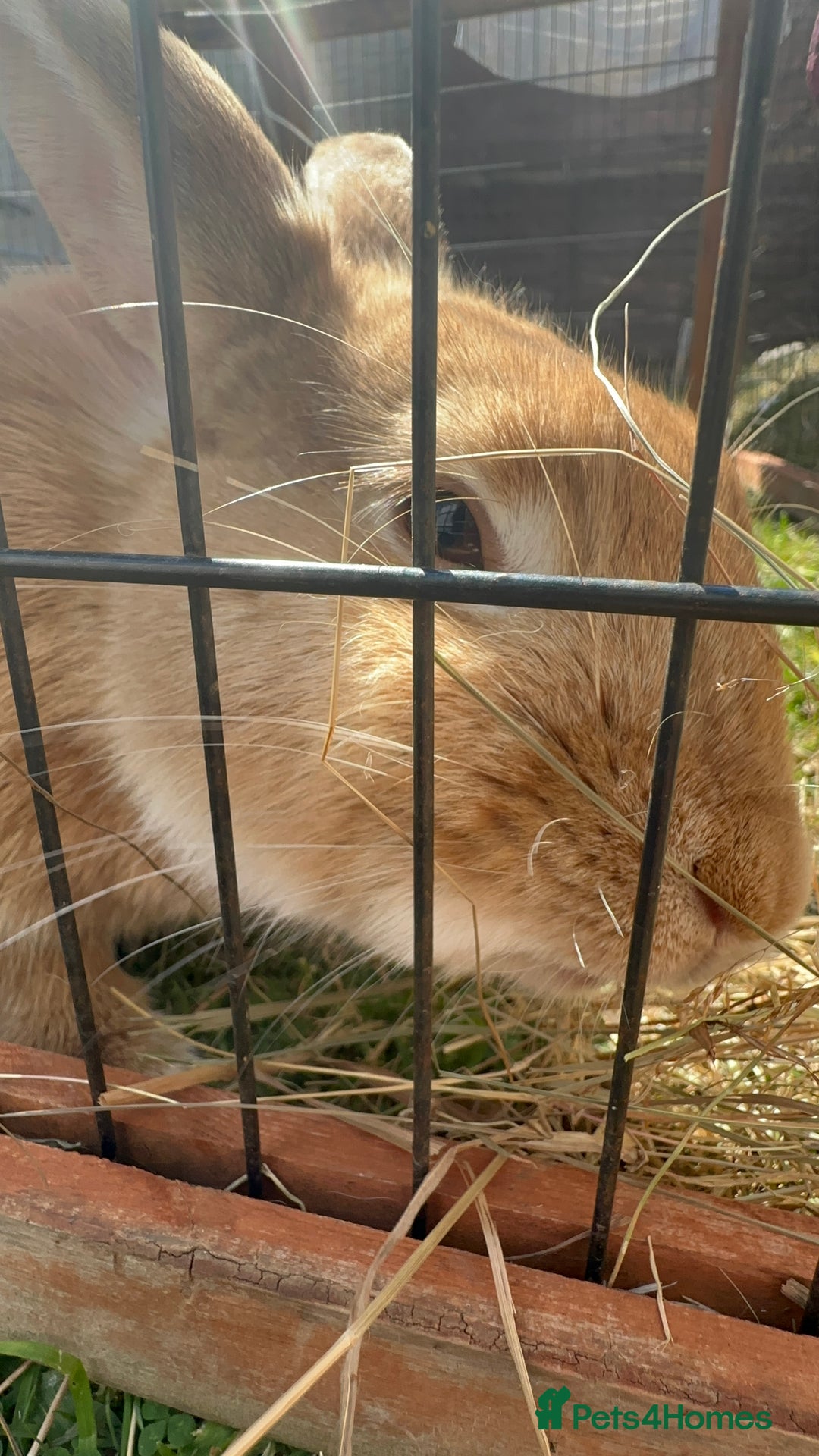 Californian rabbits for sale: 2 Female Californian Rabbits. - Image 2