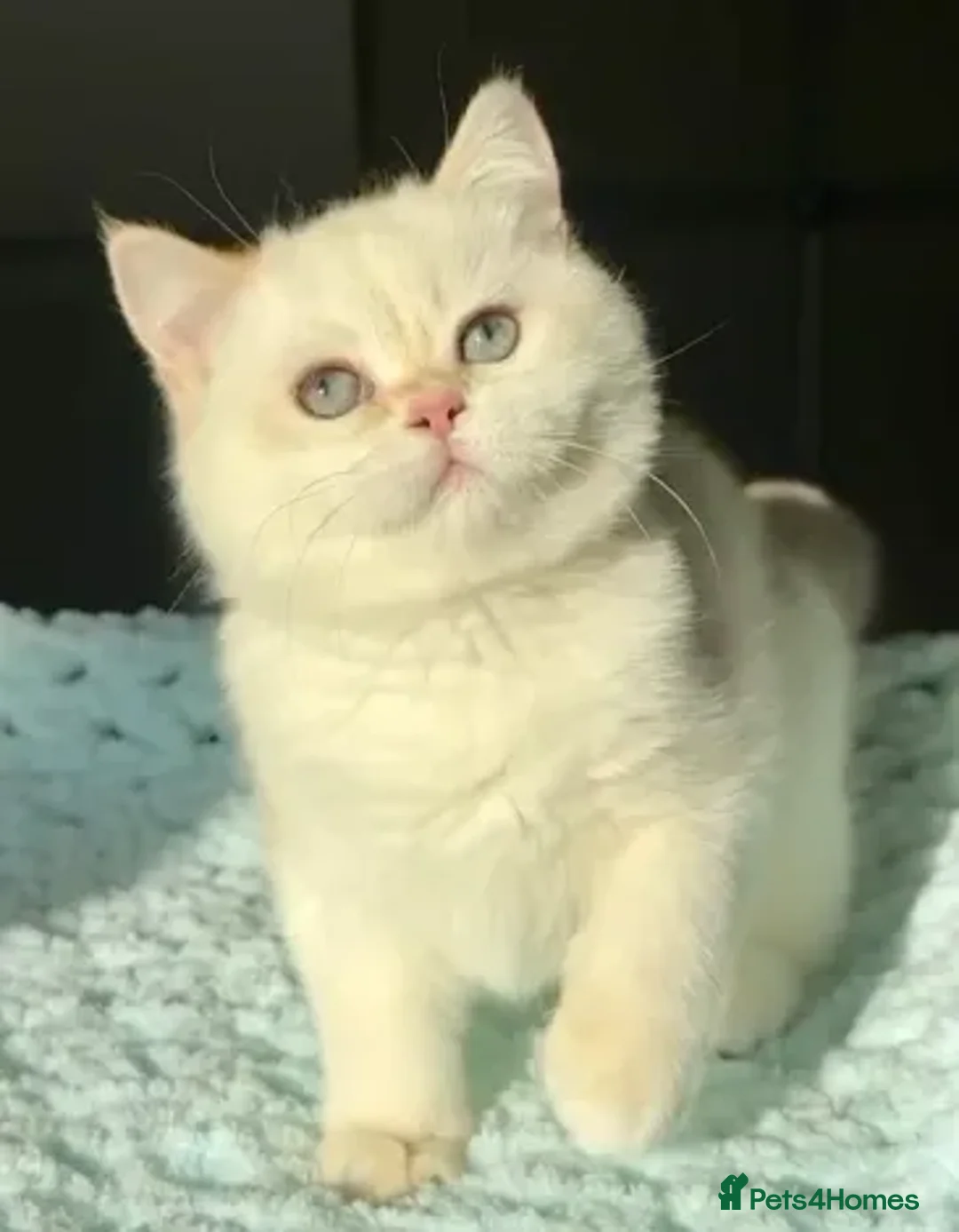 British Shorthair cats for sale: British Shorthair BSH Black Golden Chinchilla CP - Advert 1