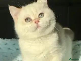 British Shorthair cats British Shorthair BSH Black Golden Chinchilla CP - Advert 1