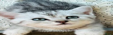 💙 Silver Tabby Boy 1