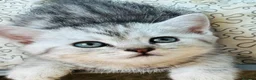 British Shorthair cats for sale: GCCF Registered British Shorthair Tabby Kittens in Gillingham - Advert 10