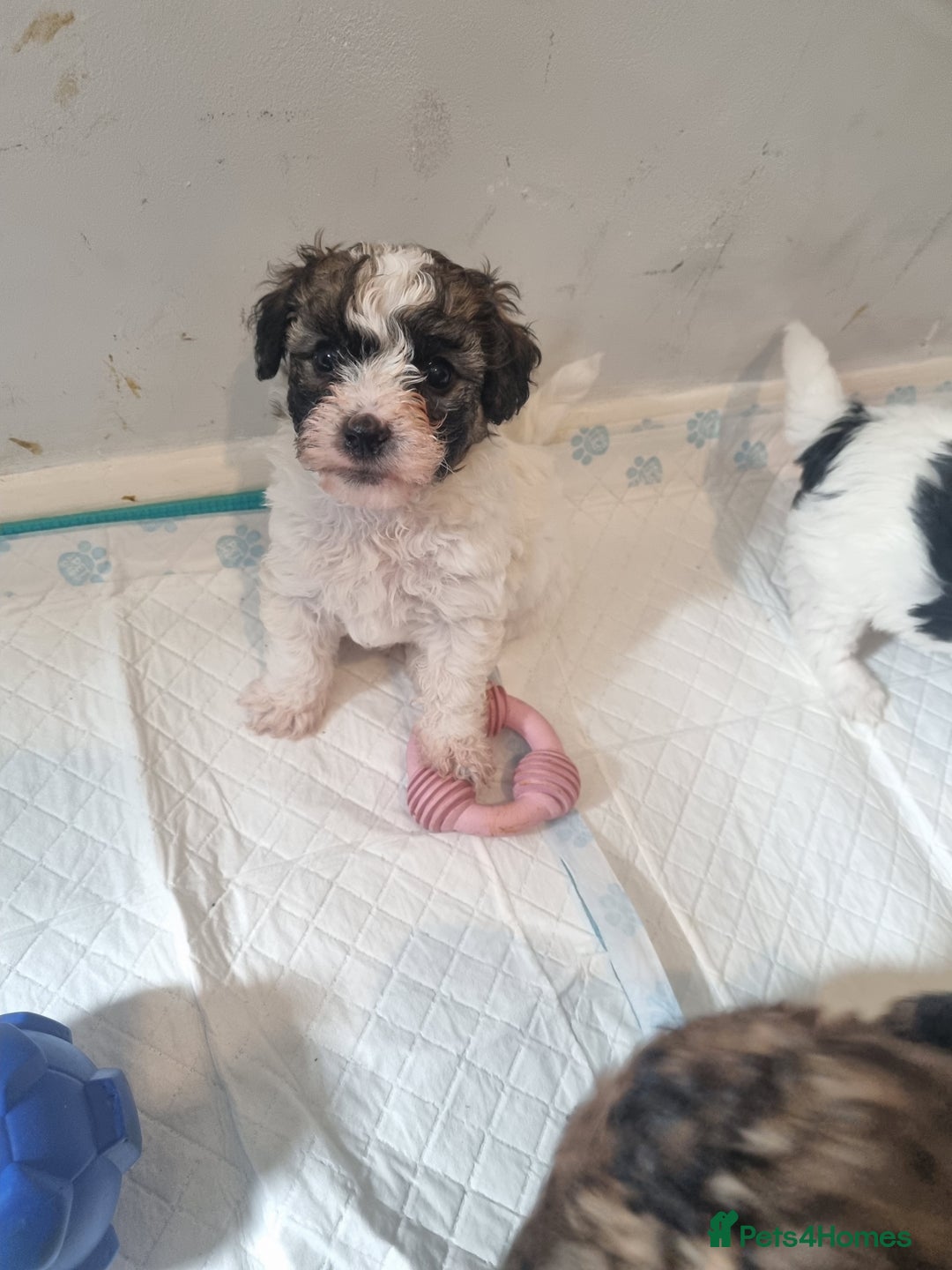 Maltipoo dogs for sale: Maltipoo's rare sable parti colours x4 - Image 22