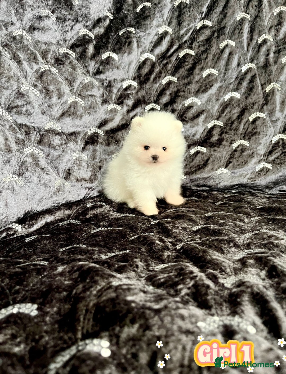 Pomeranian dogs for sale: Top Quality 🐼 Championship Lines - Image 10