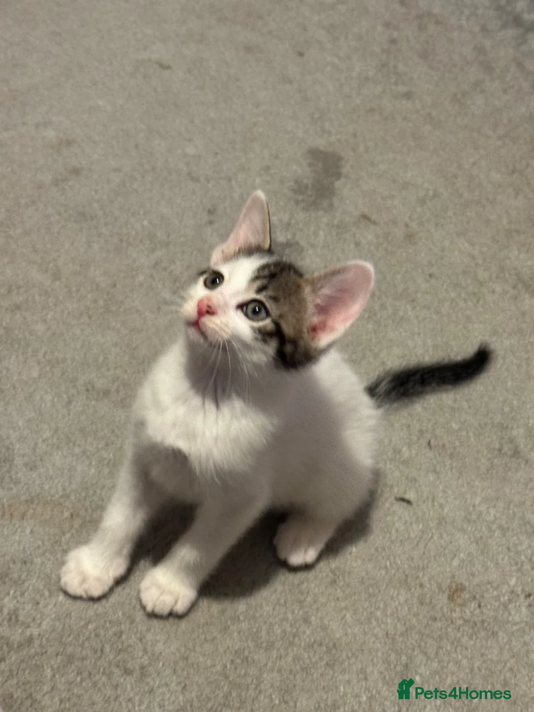 Mixed Breed cats for sale: Male kitten  - Advert 5