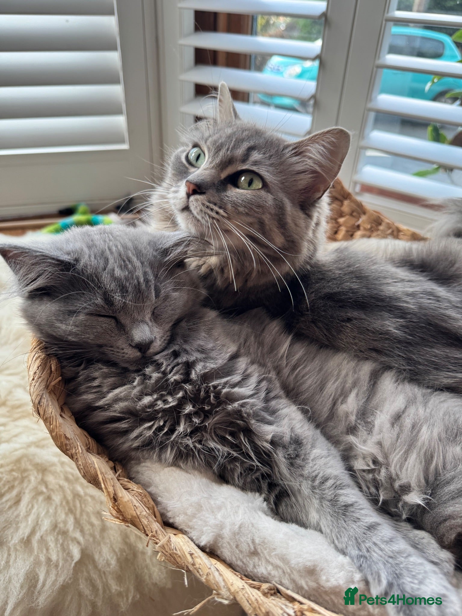 Mixed Breed cats Are you Button’s forever family? BSH x Ragdoll 🩶 - Advert 2