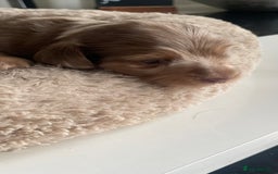 Miniature Dachshund dogs for sale: Kc reg choclate & tan dapple male dachshund  - Image 6