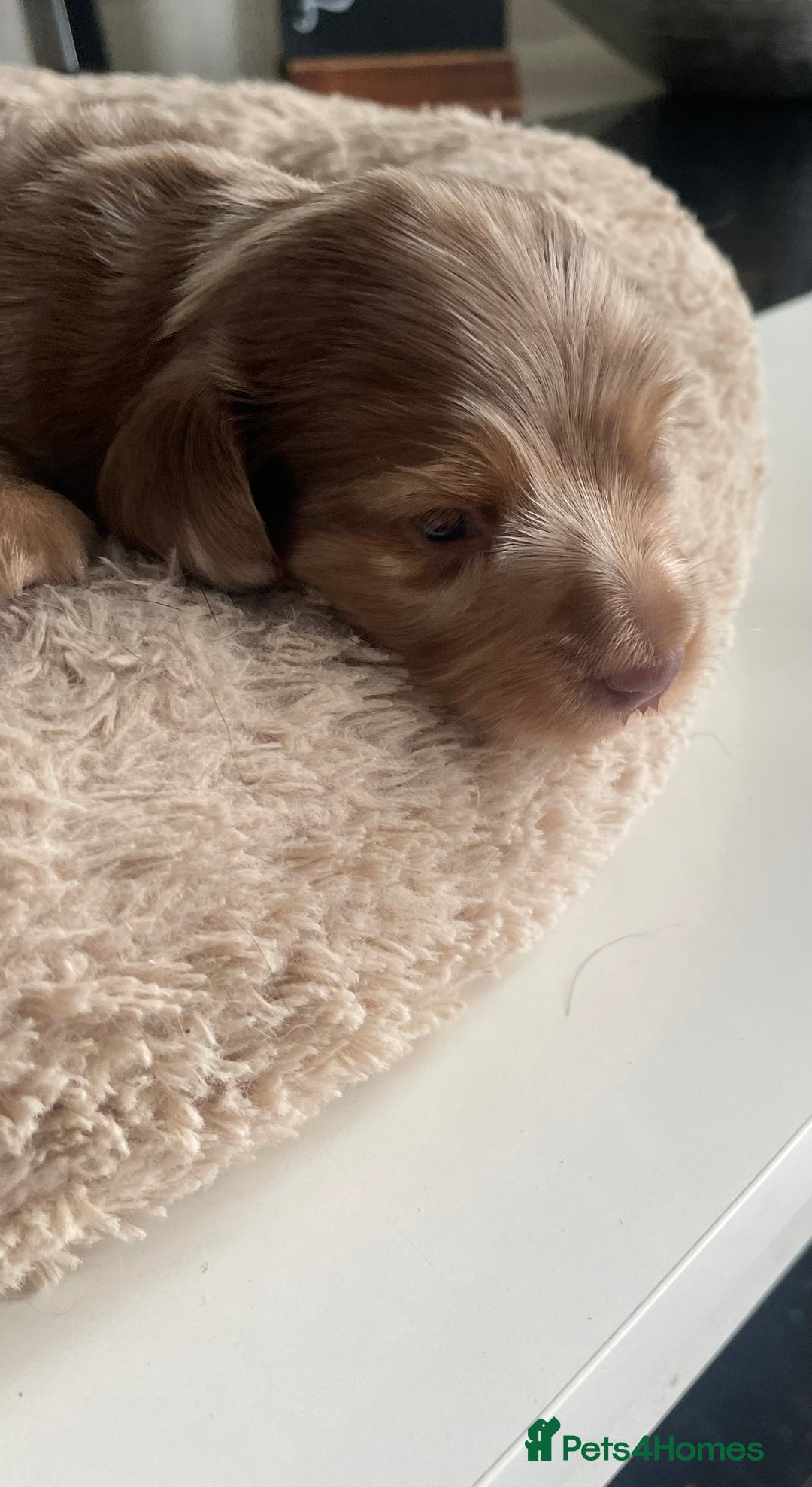 Miniature Dachshund dogs for sale: Kc reg choclate & tan dapple male dachshund  - Image 6