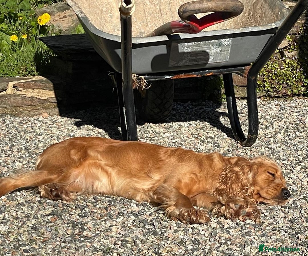 Cocker Spaniel dogs for sale: Cocker Spaniel Bitch - Golden Inside & Out - Advert 6