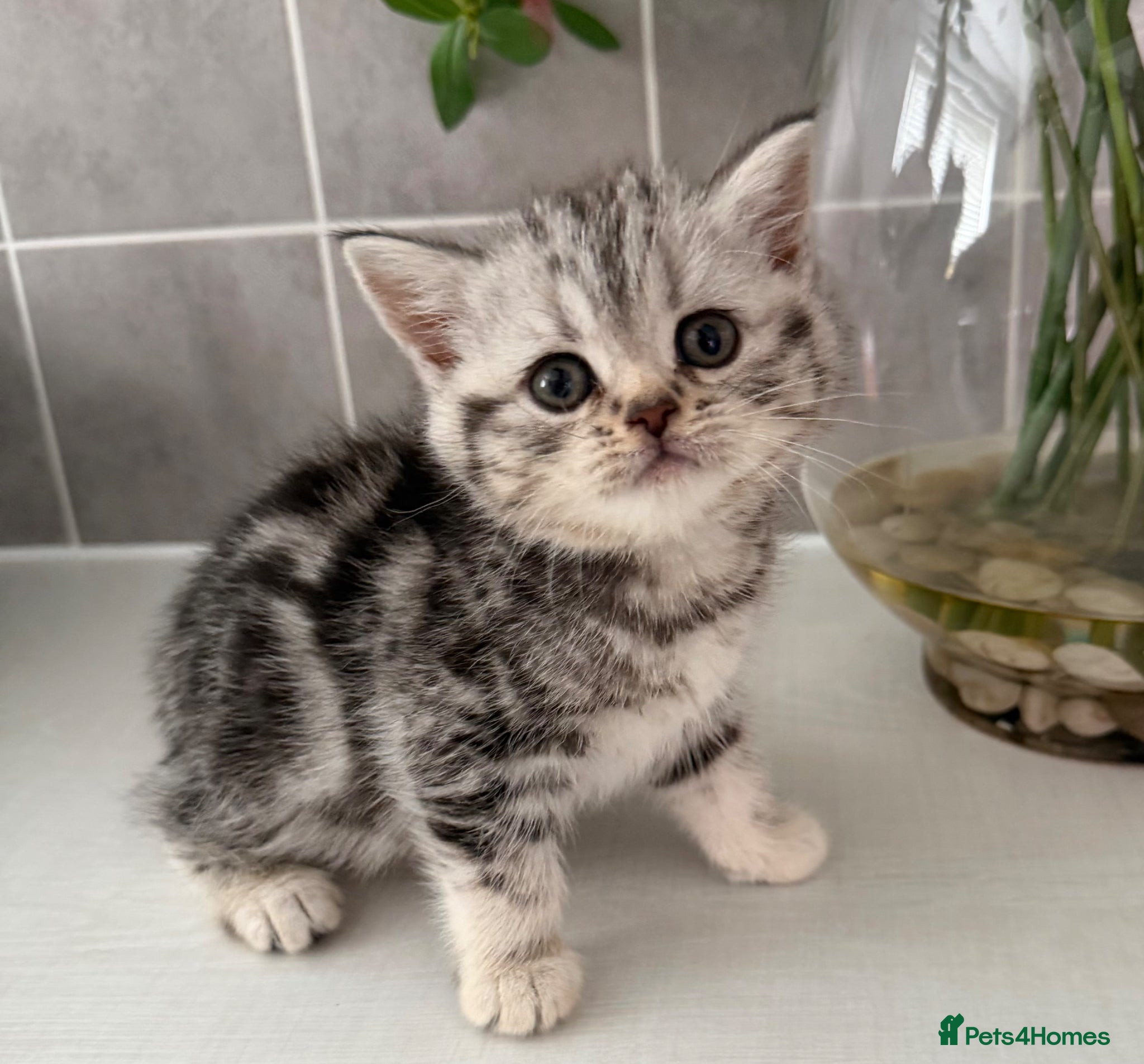 British Shorthair cats Pick of litter silver tabby - Advert 3