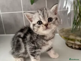 British Shorthair cats Pick of litter silver tabby - Advert 5