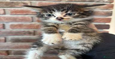 British Shorthair cats - Advert 4