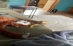 Bearded Dragon reptiles for sale: Male Bearded Deagon and full set up. - Image 4