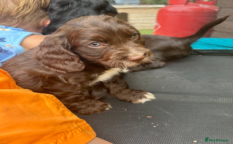 Cocker Spaniel dogs - Advert 16