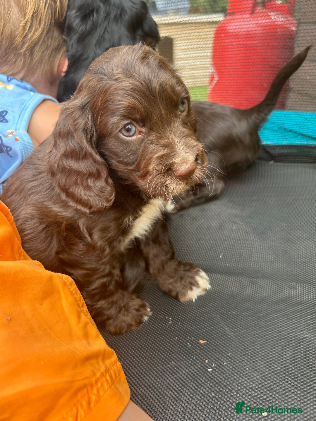 Cocker Spaniel dogs for sale: Miniature working Cocker spaniel puppies for sale - Image 3