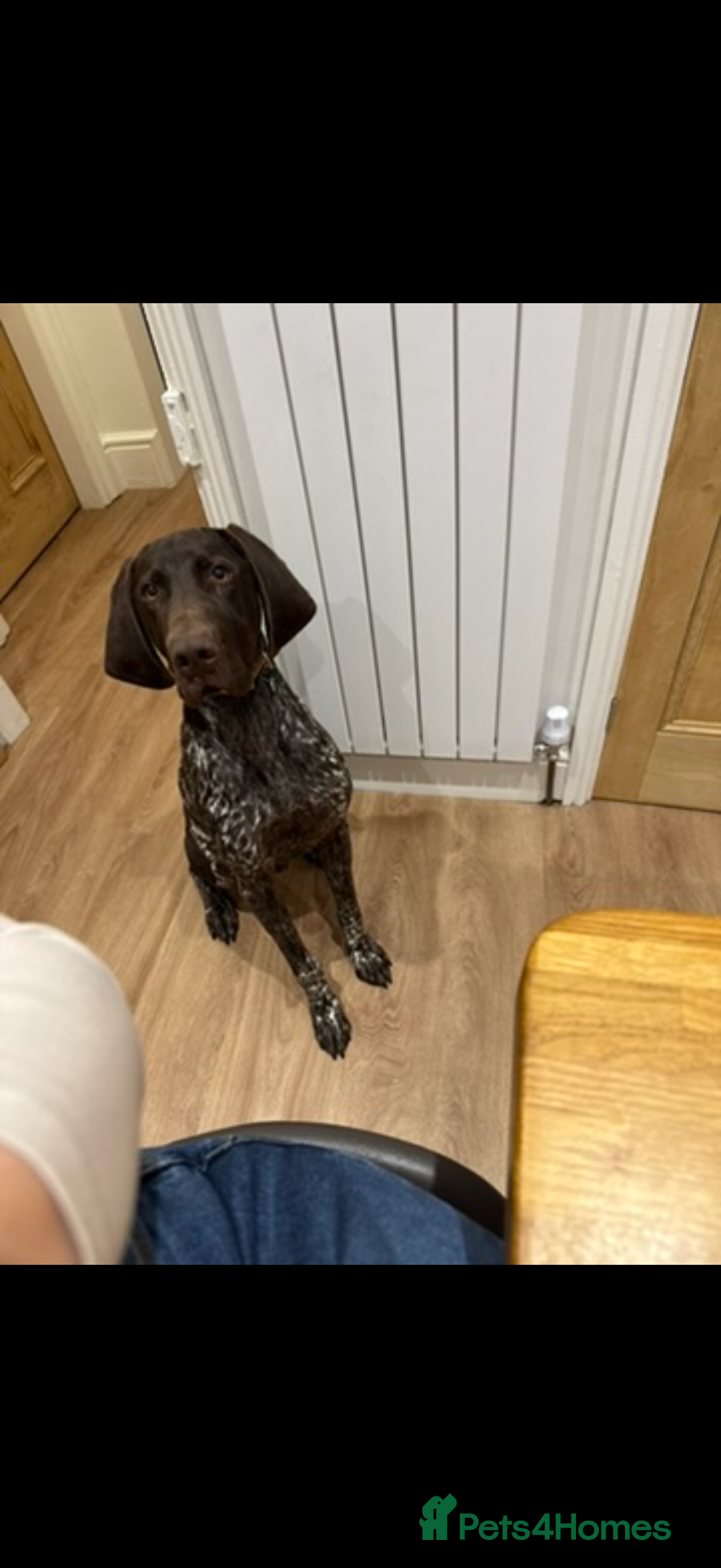 German Shorthaired Pointer dogs for sale: Perfect home needed for 3 year old GSP male - Advert 5
