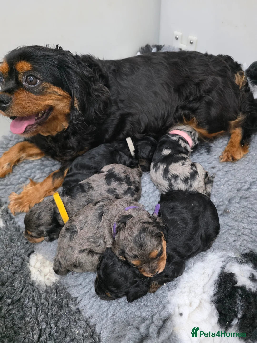 Cavapoo dogs for sale: Health Tested Rare Phantom Merle Cavapoos  - Advert 27