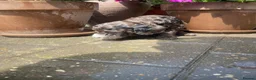 Cockapoo dogs for sale: Beautiful Litter of F1B Cockapoos🐶 - Advert 4