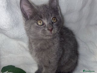 British Shorthair cats British shorthair x sypnx kitten for sale - Advert 1