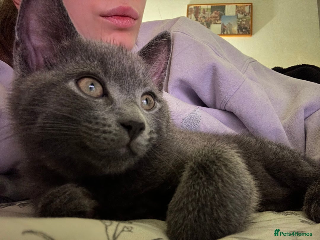 Mixed Breed cats for sale: Gorgeous and playful little Kitten - Advert 4