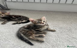 Mixed Breed cats for sale: Kittens available (3 girls & 1 boy) - Image 12