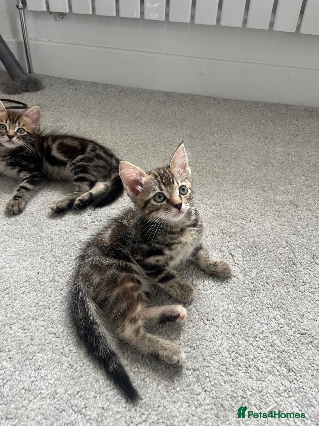Mixed Breed cats for sale: Kittens available (3 girls & 1 boy) - Image 12