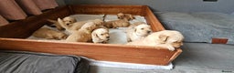 Golden Retriever dogs for sale:  golden retriever pups - Advert 30