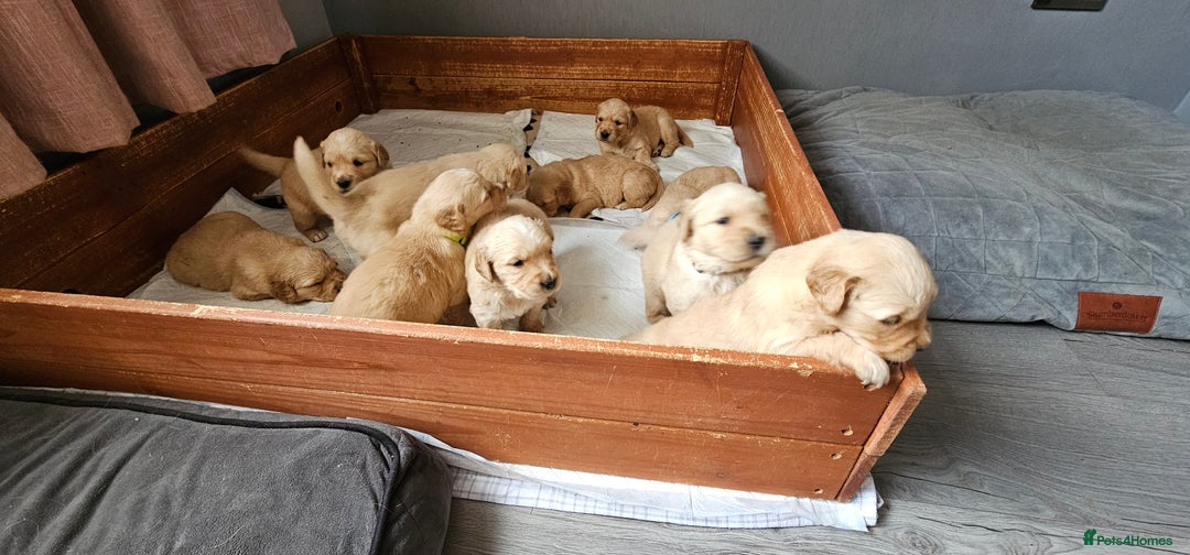 Golden Retriever dogs for sale:  golden retriever pups - Advert 30