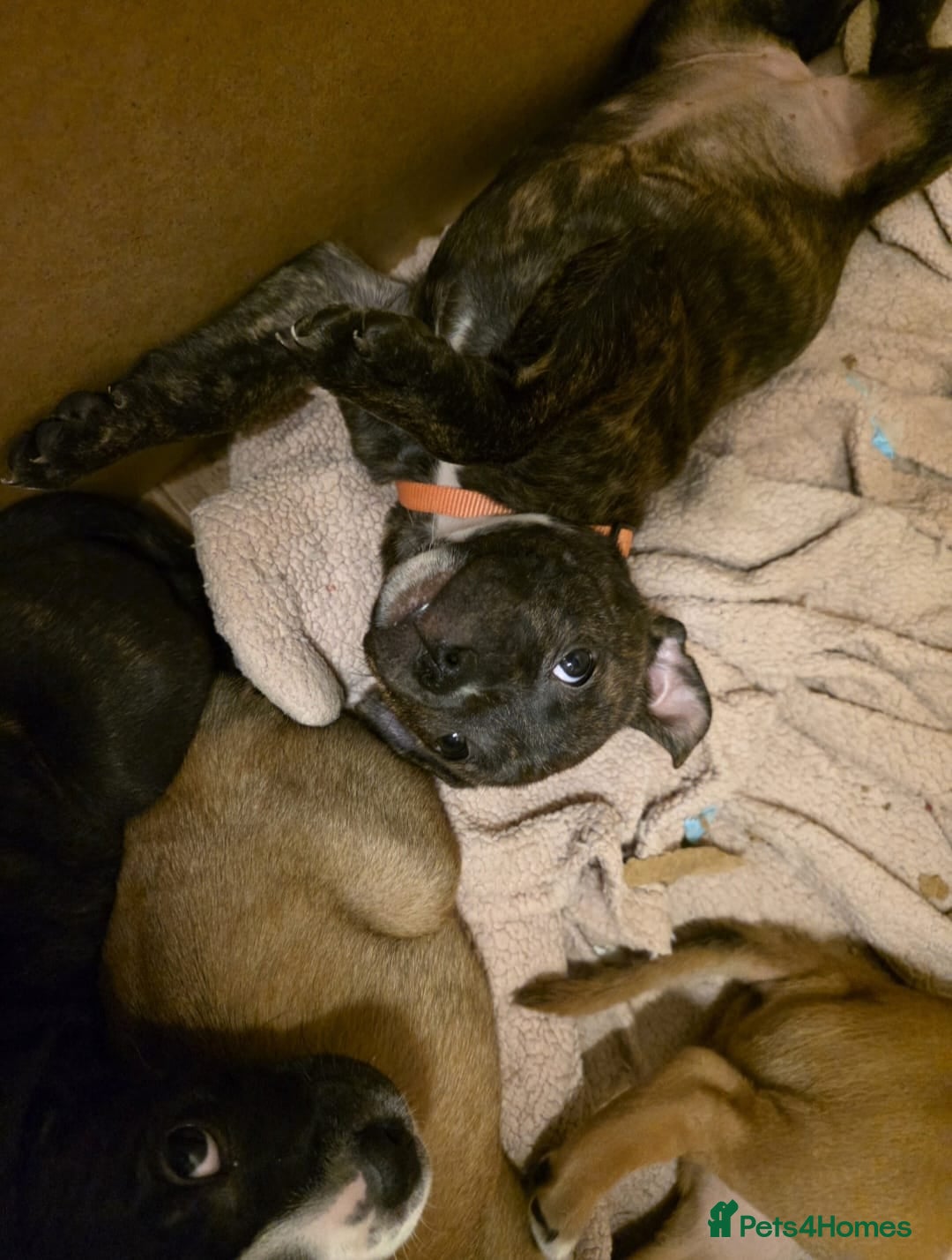 Mixed Breed dogs for sale: Staffy mix breed pups for sale - Advert 4