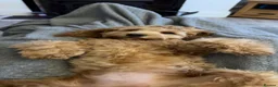 Cockapoo dogs for sale: Nellie - Advert 10