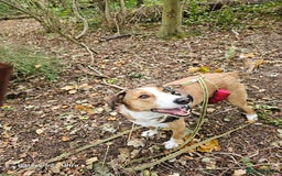 Mixed Breed dogs for sale: New Home  - Image 4