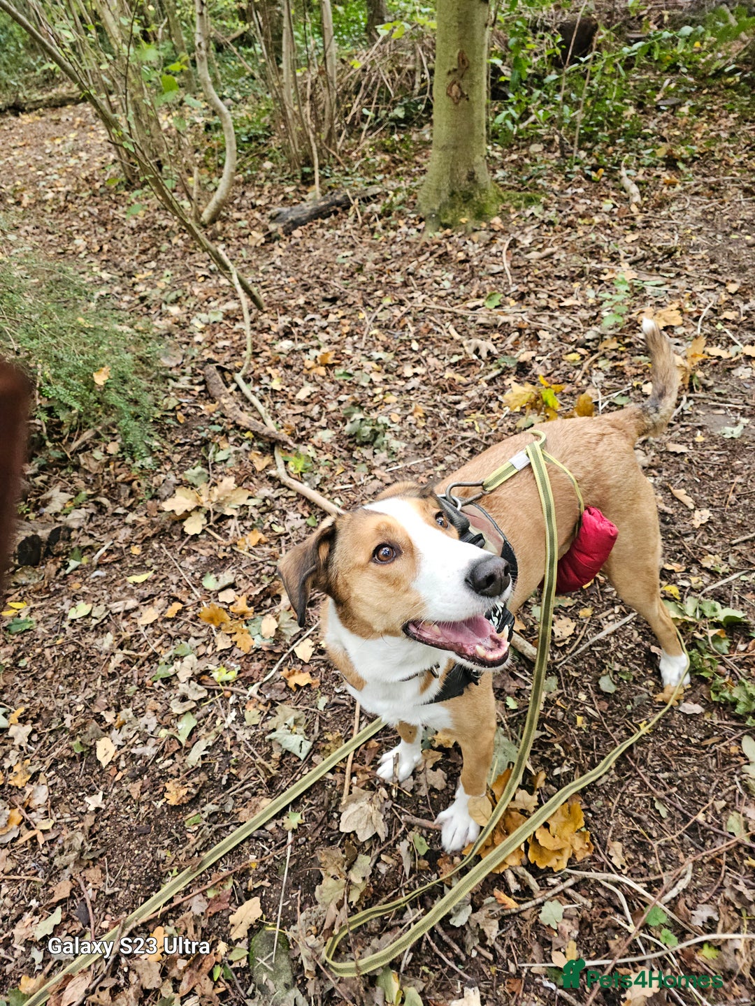 Mixed Breed dogs for sale: New Home  - Image 4