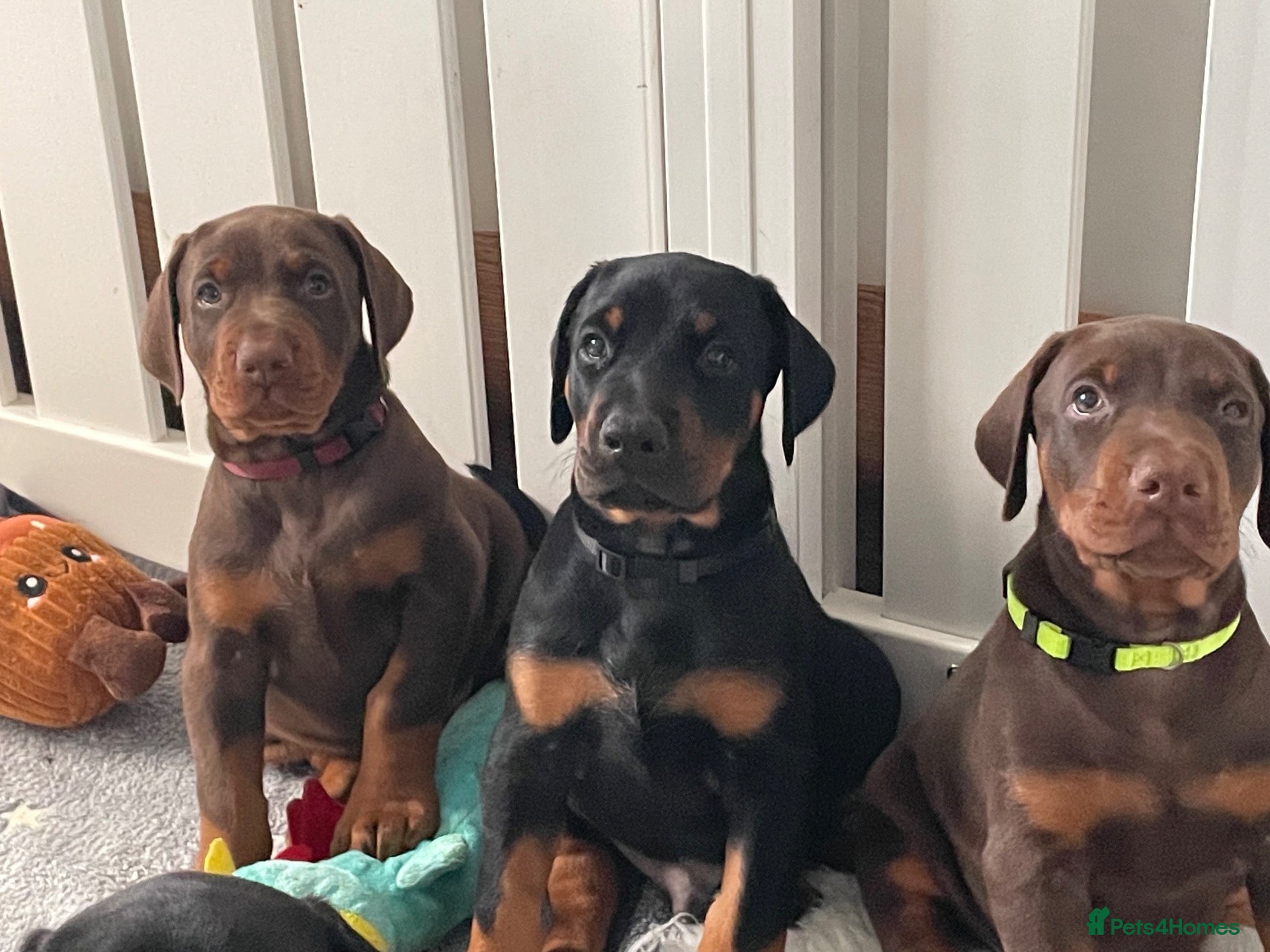 Dobermann dogs KC Reg Doberman - Health tested parents - Advert 1